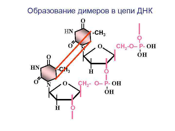 Образование димеров в цепи ДНК О НN О -СН 3 О N О НN