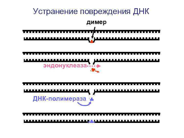 Устранение повреждения ДНК димер эндонуклеаза ДНК-полимераза 