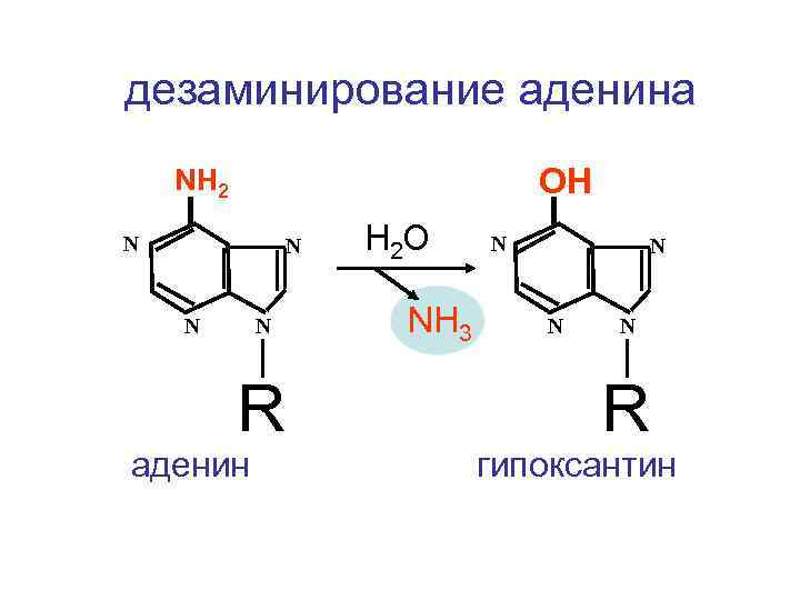 дезаминирование аденина ОН NH 2 N N R аденин H 2 O NH 3