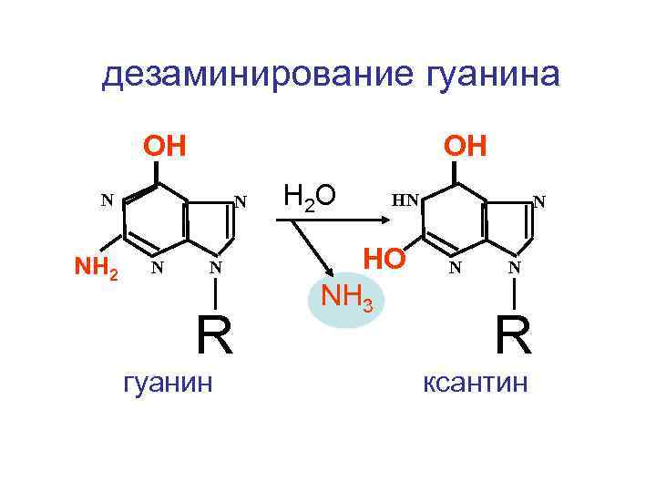 дезаминирование гуанина ОН ОН N NH 2 N N N R гуанин H 2