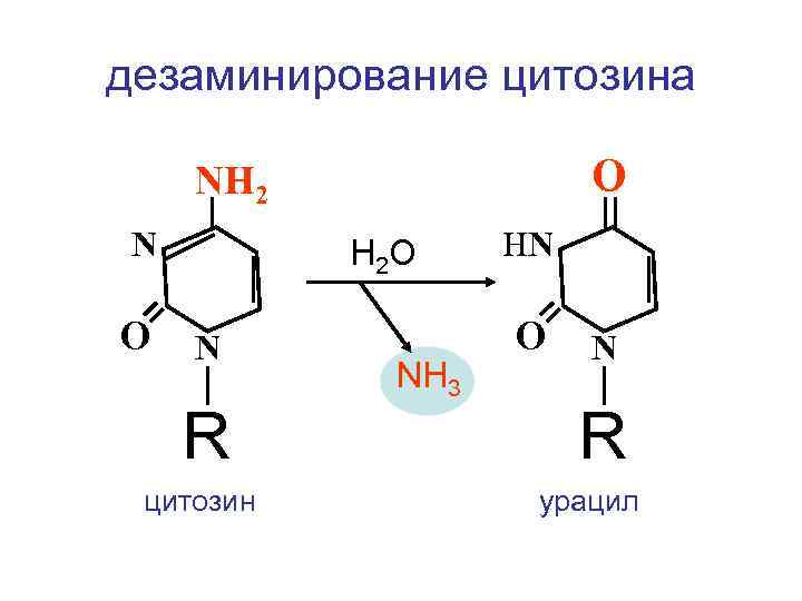 дезаминирование цитозина O NH 2 N О H 2 O N R цитозин NH