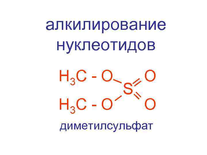 алкилирование нуклеотидов Н 3 С - О S О О диметилсульфат 