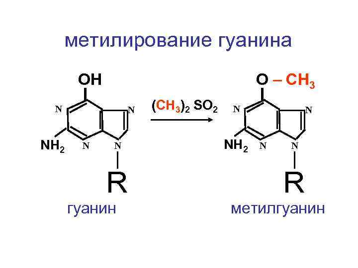 метилирование гуанина ОН О – СН 3 N NH 2 N N N R