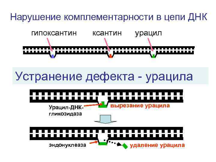 Нарушение комплементарности в цепи ДНК гипоксантин урацил Устранение дефекта - урацила Урацил-ДНКгликозидаза эндонуклеаза вырезание