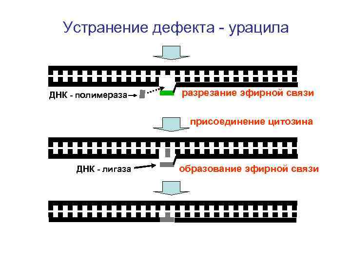 Устранение дефекта - урацила ДНК - полимераза разрезание эфирной связи присоединение цитозина ДНК -