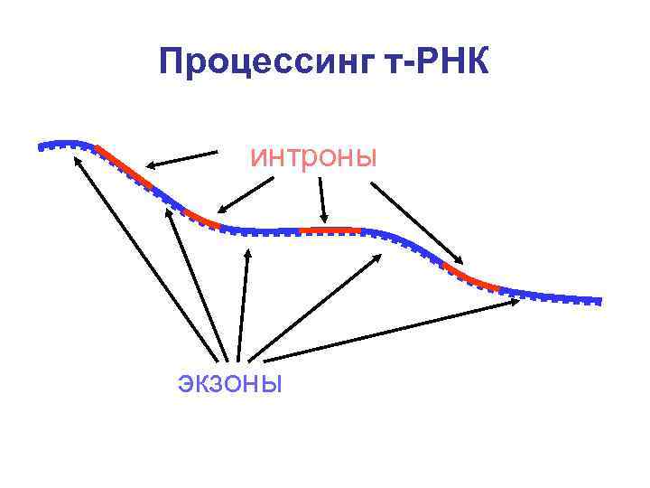 Процессинг т-РНК интроны экзоны 