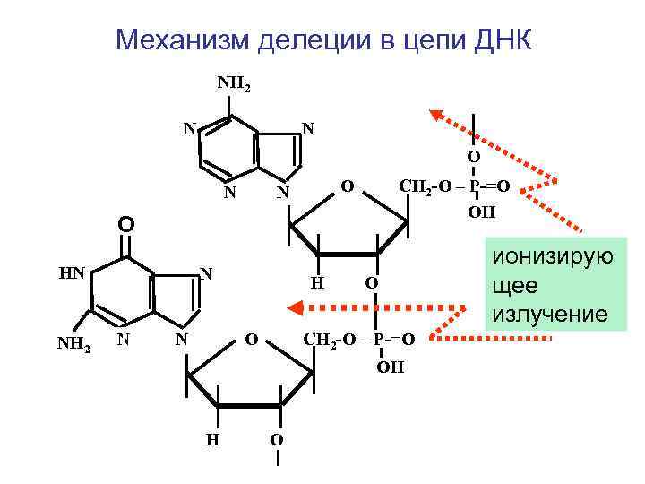 Механизм делеции в цепи ДНК NH 2 N N О N СН 2 -О