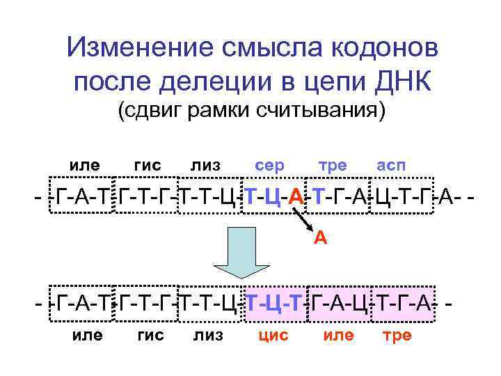 Изменение смысла кодонов после делеции в цепи ДНК (сдвиг рамки считывания) иле гис лиз