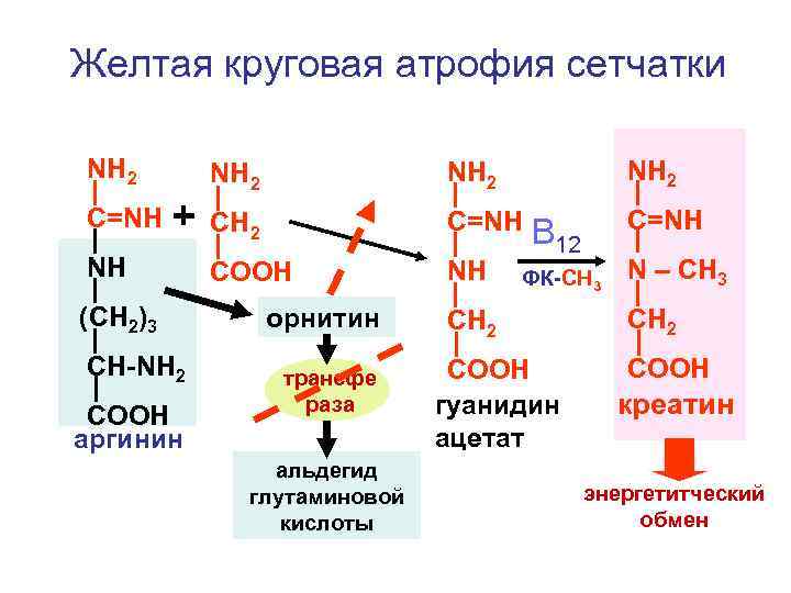 Желтая круговая атрофия сетчатки NH 2 C=NH NH 2 + NH (CH 2)3 CH-NH