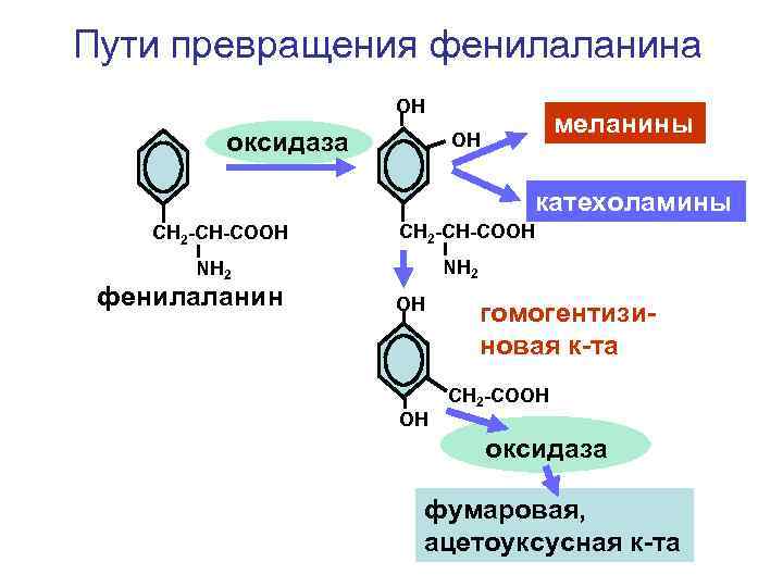 Схема синтеза катехоламинов из аминокислоты тирозина