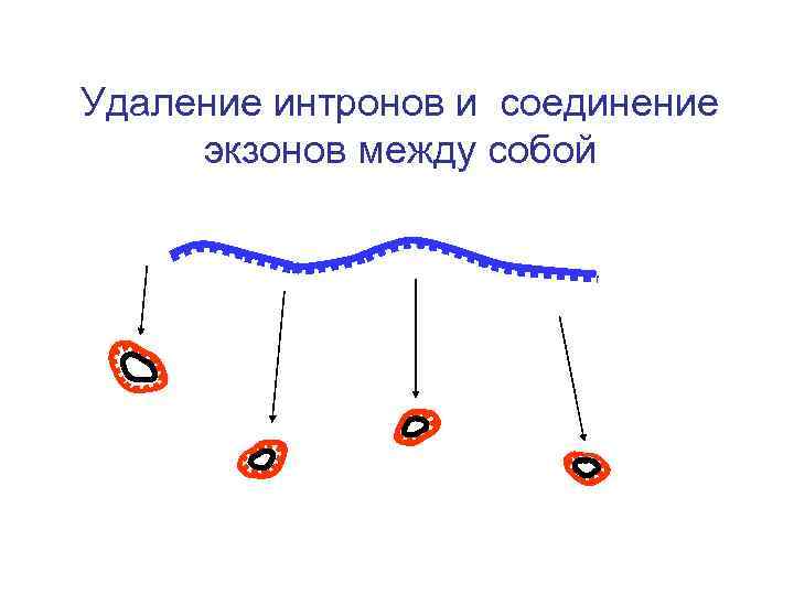 Удаление интронов и соединение экзонов между собой 