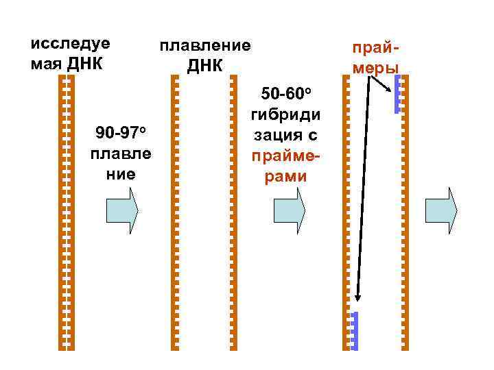 исследуе мая ДНК 90 -97 о плавле ние плавление ДНК 50 -60 о гибриди