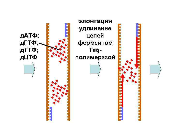 элонгация д. АТФ; д. ГТФ; д. ТТФ; д. ЦТФ удлинение цепей ферментом Taqполимеразой 