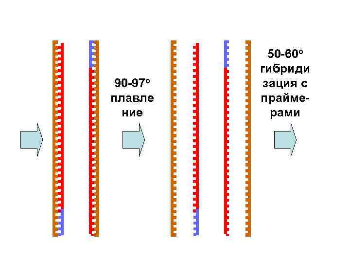 90 -97 о плавле ние 50 -60 о гибриди зация с праймерами 