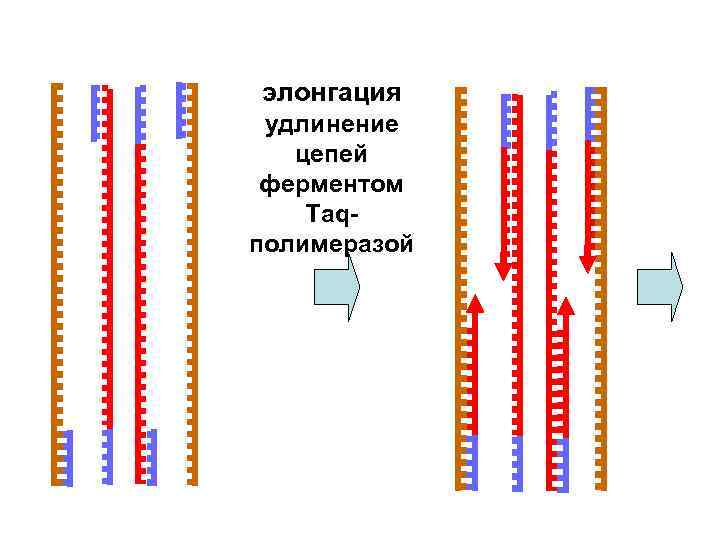 элонгация удлинение цепей ферментом Taqполимеразой 