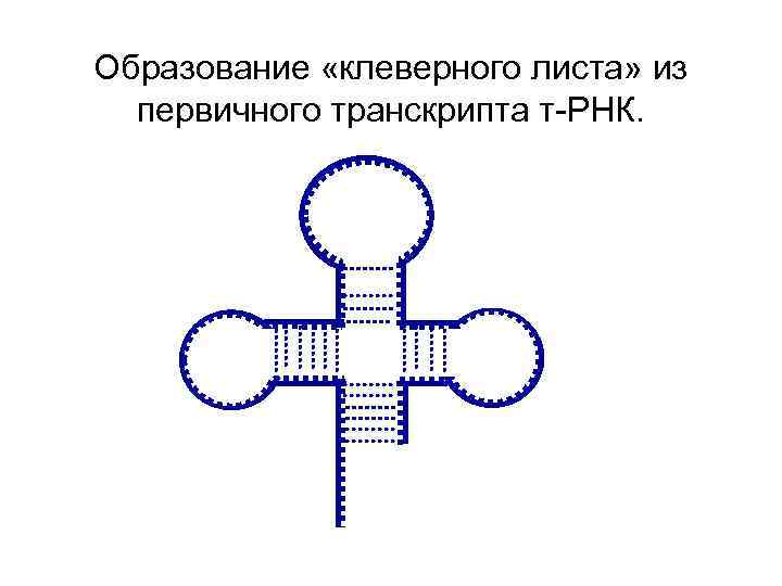 Образование «клеверного листа» из первичного транскрипта т-РНК. 