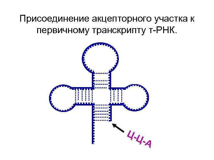 Присоединение акцепторного участка к первичному транскрипту т-РНК. Ц-Ц -А 