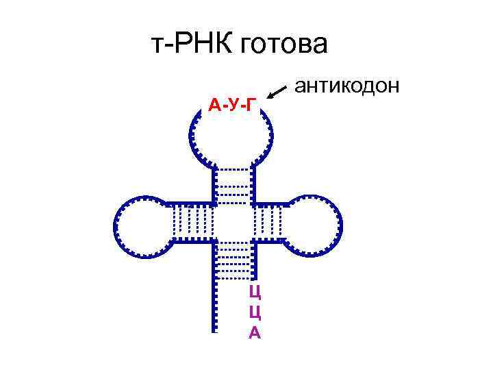 т-РНК готова А-У-Г Ц Ц А антикодон 