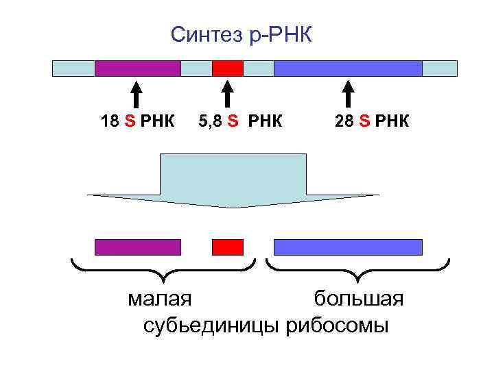 Синтез р-РНК 18 S РНК 5, 8 S РНК 28 S РНК малая большая