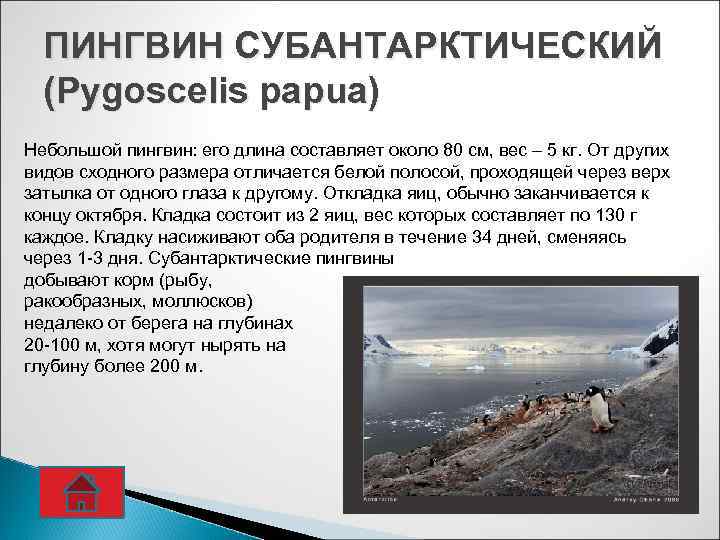 ПИНГВИН СУБАНТАРКТИЧЕСКИЙ (Pygoscelis papua) Небольшой пингвин: его длина составляет около 80 см, вес –