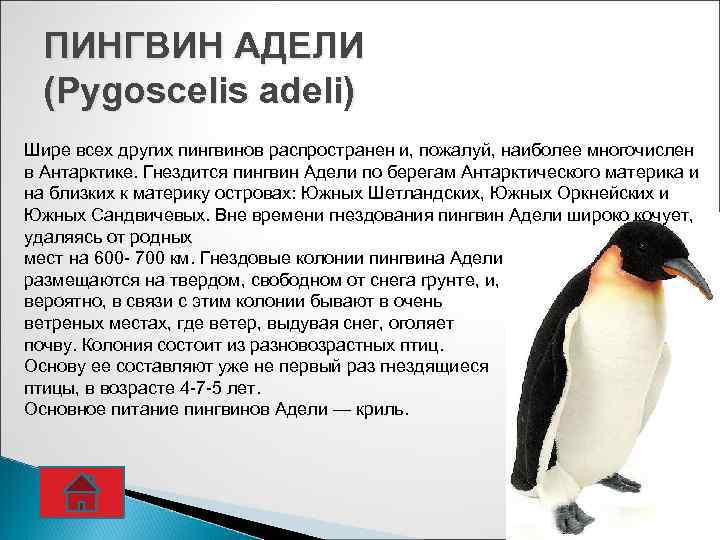 Пингвин для детей. Информация о пингвинах. Интересные факты о пингвинах. Пингвин Адели. Рассказы про пингвинов для детей
