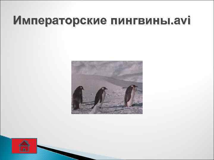 Императорские пингвины. avi 