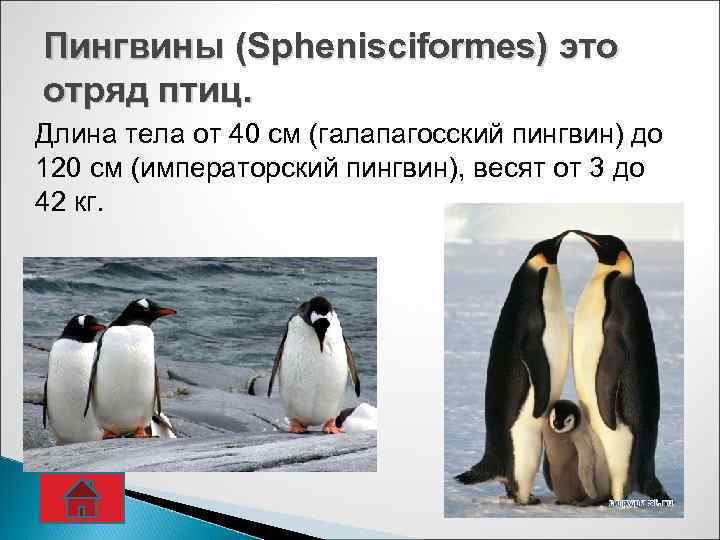 У какого пингвина всегда есть действие. Класс птицы отряд пингвины 7 класс биология. Общая характеристика пингвинов. Отряд пингвины. Представители отряда пингвины.