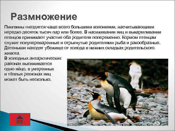 У какого пингвина всегда есть действие. Размножение пингвинов. Размножение пингвинов кратко. Как плодятся пингвины. Императорский Пингвин размножение.