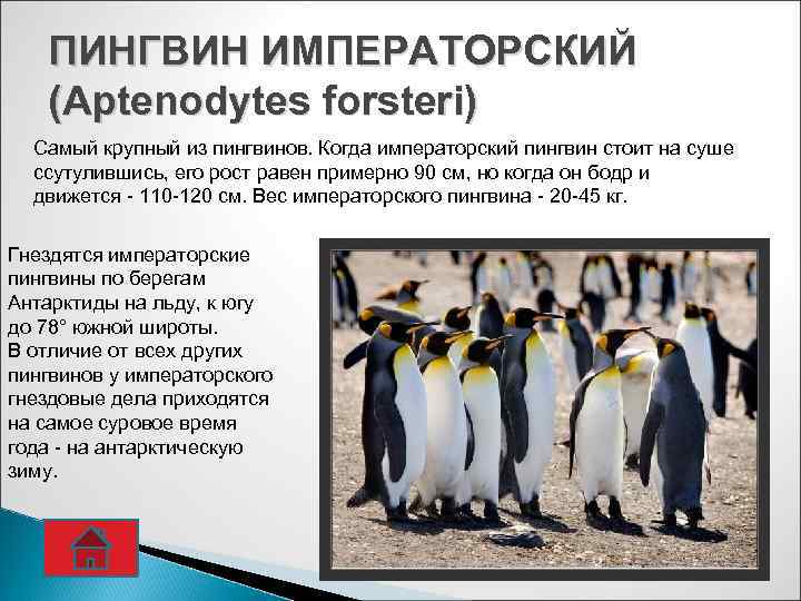 ПИНГВИН ИМПЕРАТОРСКИЙ (Aptenodytes forsteri) Самый крупный из пингвинов. Когда императорский пингвин стоит на суше