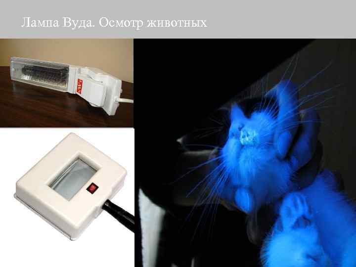 Лишай Лампой Вуду Фото У Кошек