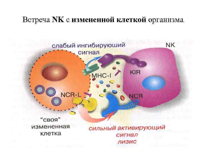 Встреча NK с измененной клеткой организма 
