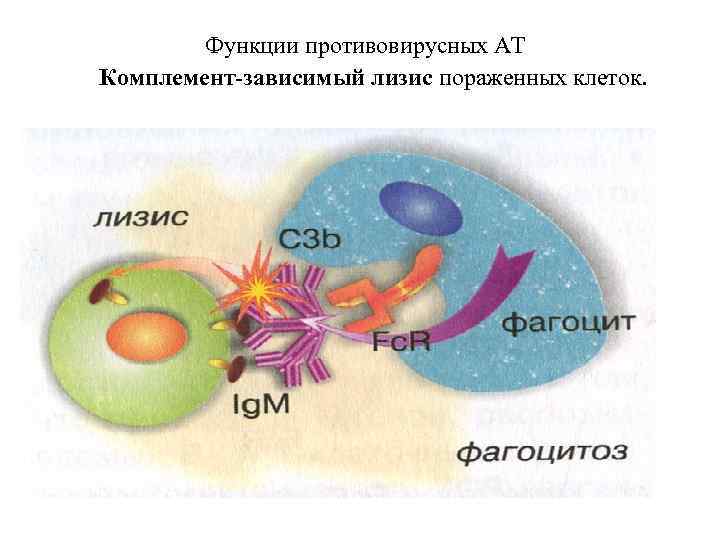 Функции противовирусных АТ Комплемент-зависимый лизис пораженных клеток. 
