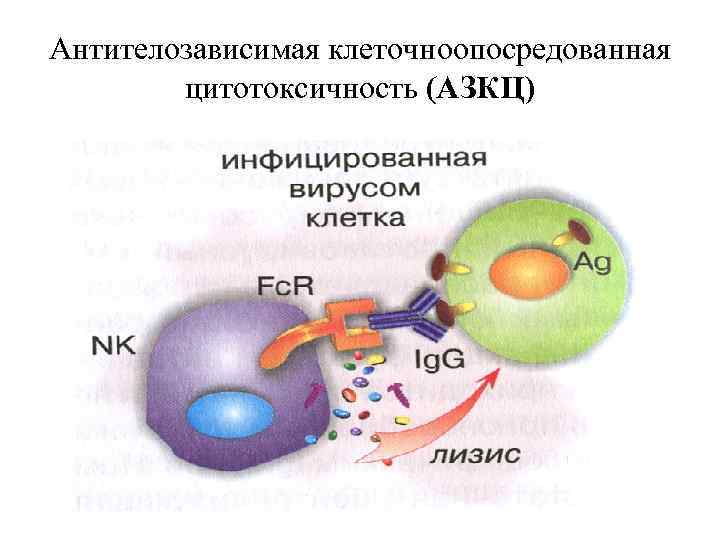 Антителозависимая клеточная цитотоксичность схема