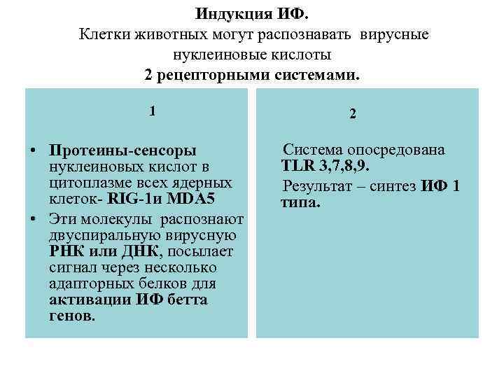 Индукция ИФ. Клетки животных могут распознавать вирусные нуклеиновые кислоты 2 рецепторными системами. 1 •