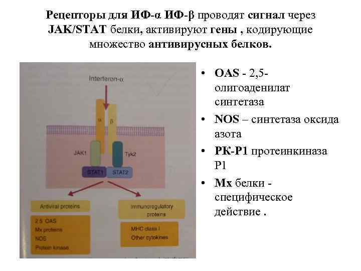 Рецепторы для ИФ-α ИФ-β проводят сигнал через JAK/STAT белки, активируют гены , кодирующие множество