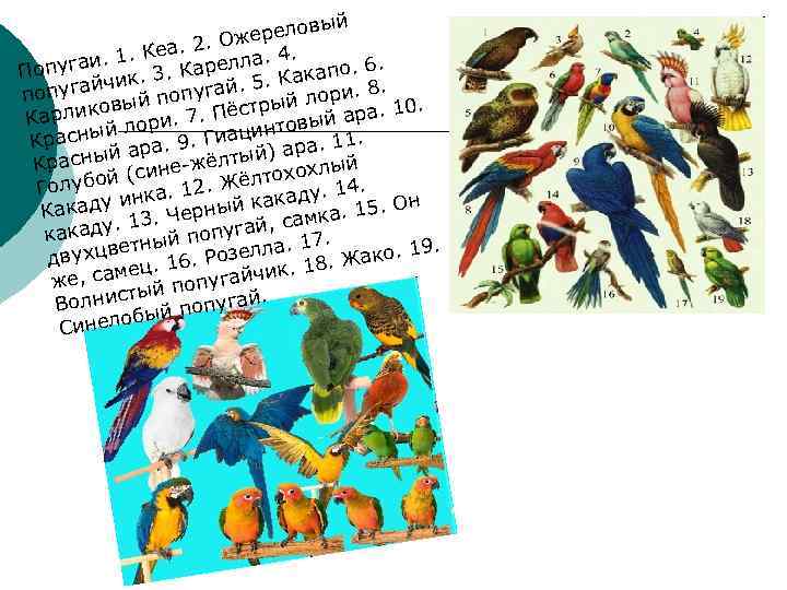 ый ерелов. Ож Кеа. 2. 4. . угаи. 1 3. Карелла. Поп капо. 6.