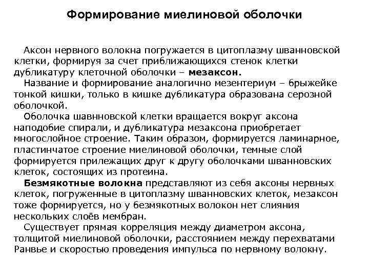 Формирование миелиновой оболочки Аксон нервного волокна погружается в цитоплазму шванновской клетки, формируя за счет