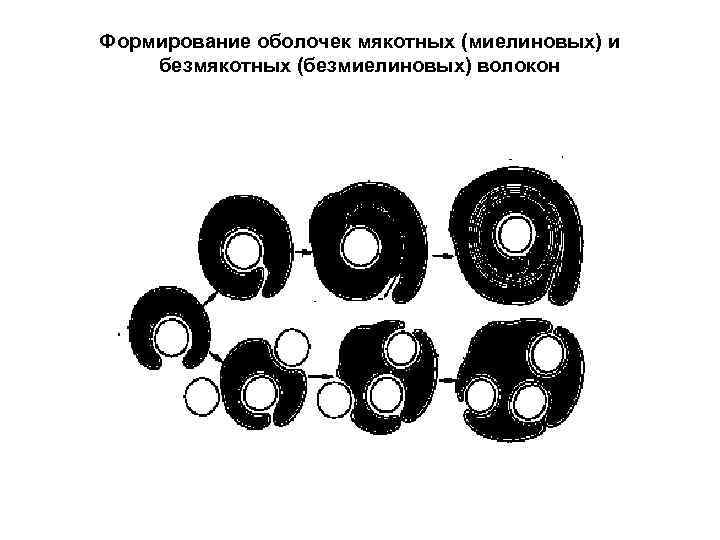 Формирование оболочек мякотных (миелиновых) и безмякотных (безмиелиновых) волокон 