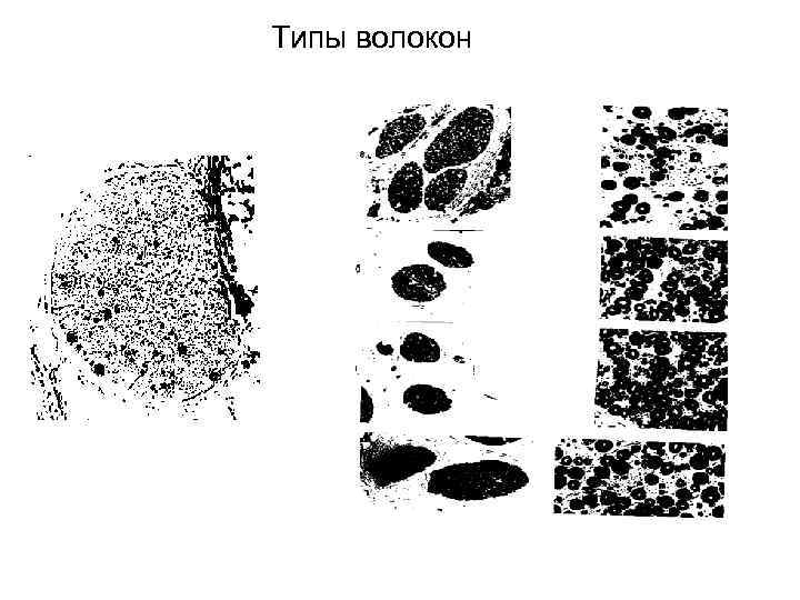 Типы волокон 