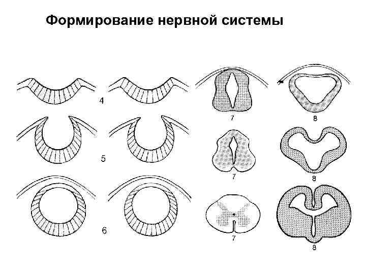 Формирование нервной системы 