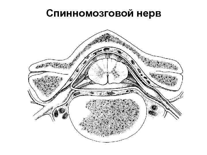 Спинномозговой нерв 
