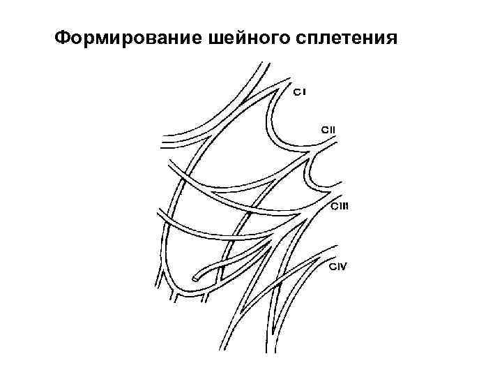 Шейное сплетение анатомия схема