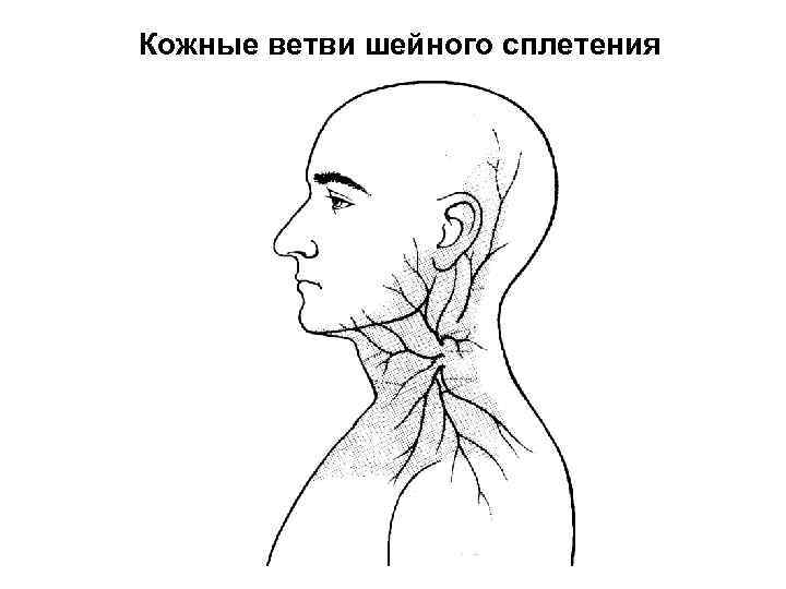 Кожные ветви шейного сплетения 
