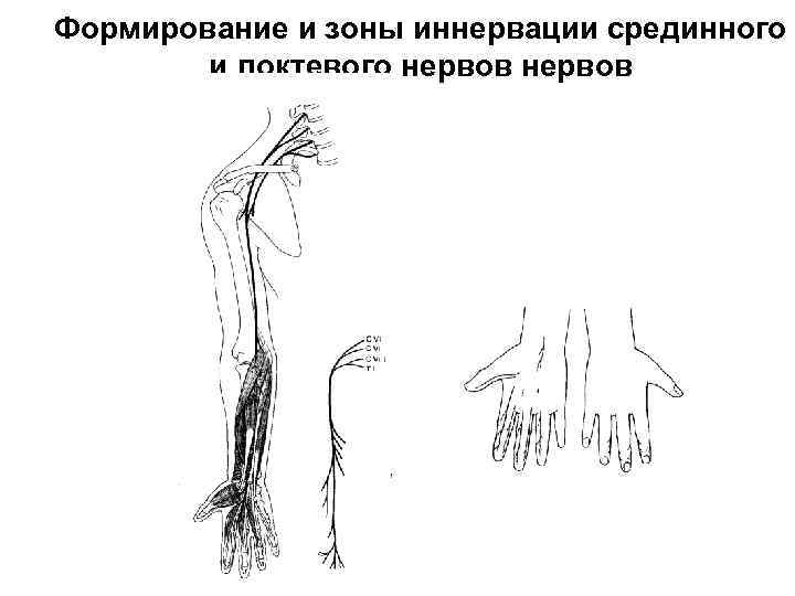 Формирование и зоны иннервации срединного и локтевого нервов 