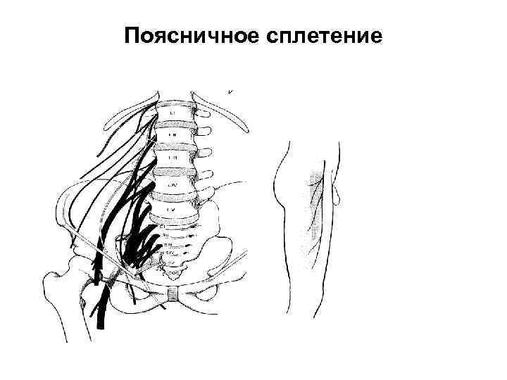 Поясничное сплетение схема