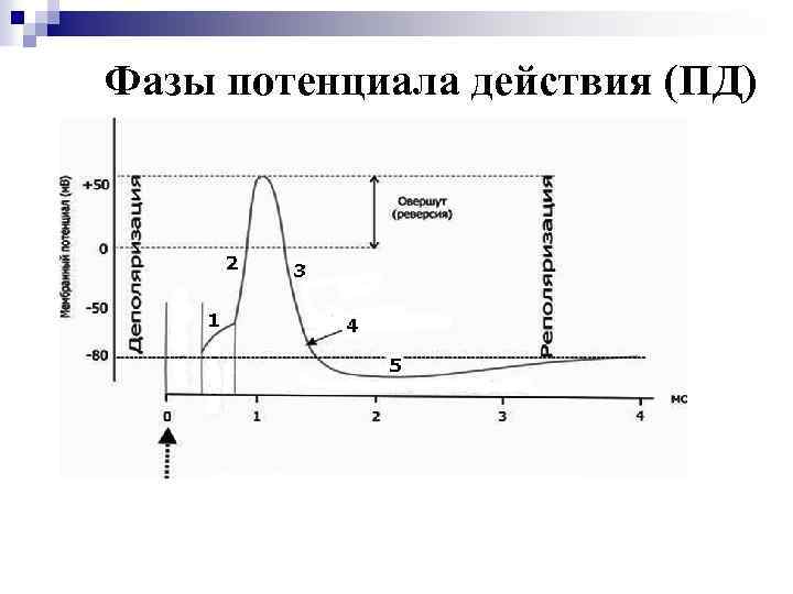 Фазы потенциала действия. Фазы Пд. Фазы процесса образования потенциала действия. Потенциал действия оси. Фазовый потенциал.