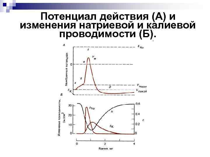 Потенциал действия физиология презентация