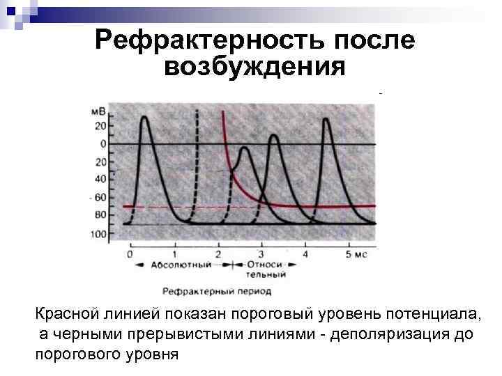 Рефрактерность после возбуждения Красной линией показан пороговый уровень потенциала, а черными прерывистыми линиями -