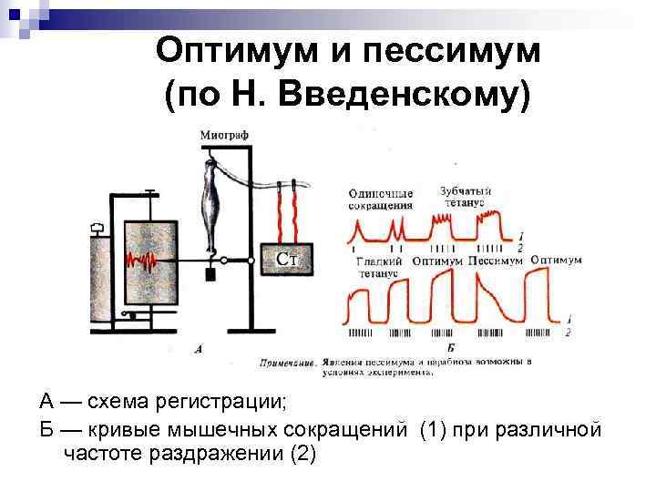 Оптимум и пессимум (по Н. Введенскому) А — схема регистрации; Б — кривые мышечных