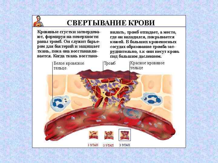 Кровь физиология презентация